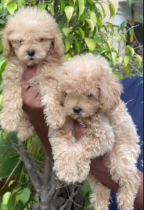 Buy Vaccinated  Poodle Puppy from Vizag